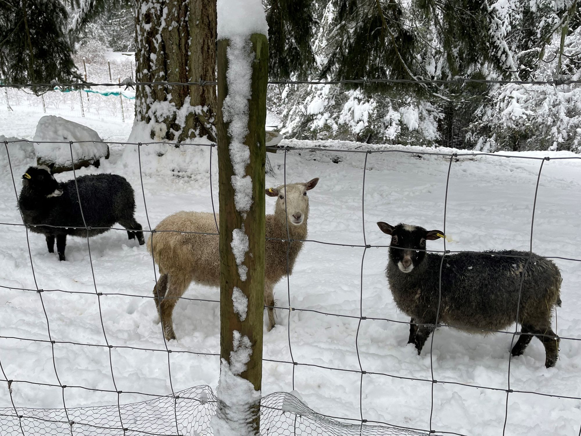 Our Fleeces have been skirted and have been sent to the Mill