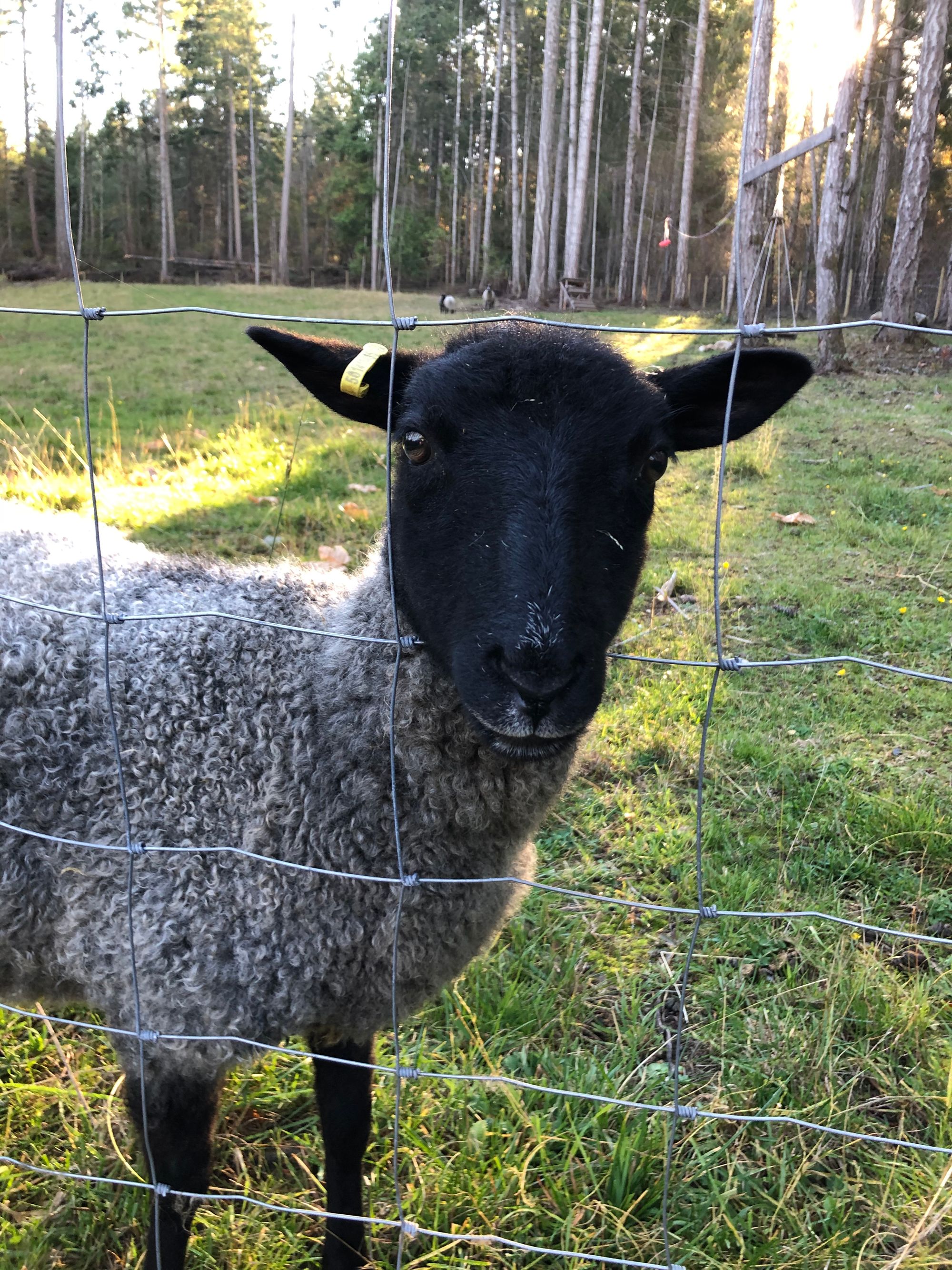 North Beach Craft Milled Yarns Available from the Farm