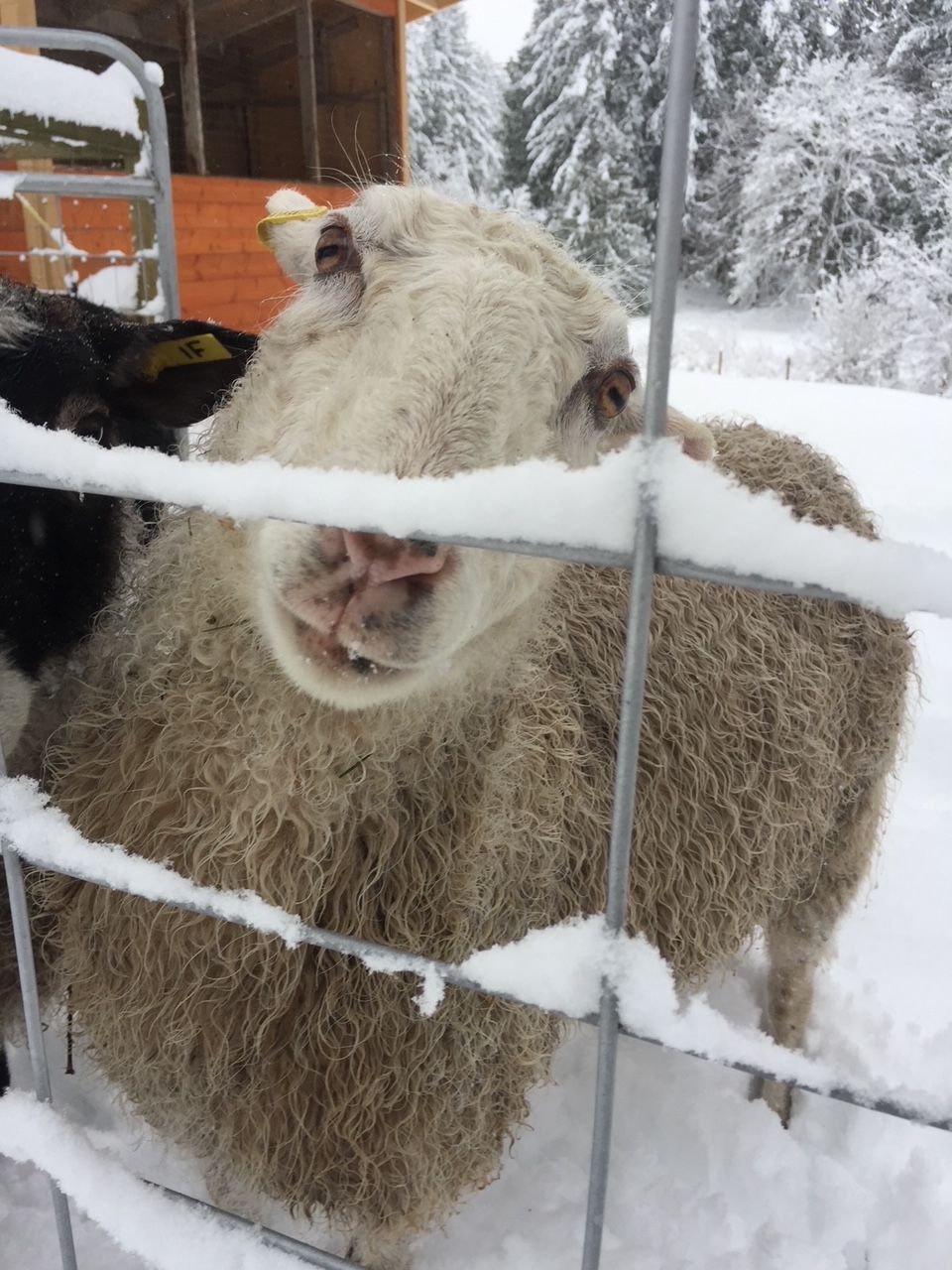 Our Fleeces have been skirted and have been sent to the Mill