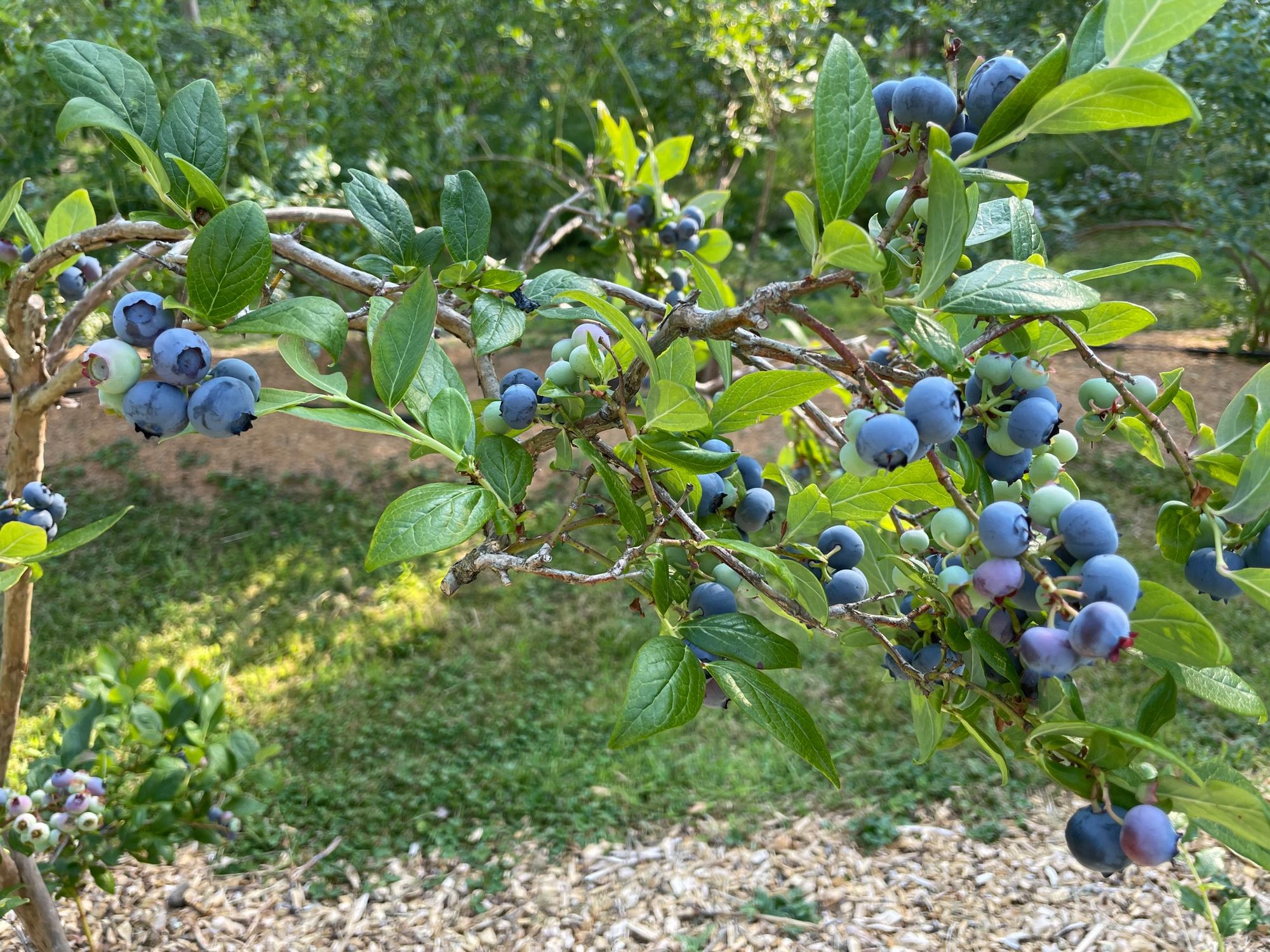 Fresh Blueberries from the Farm