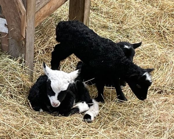 New Lambs on the Farm